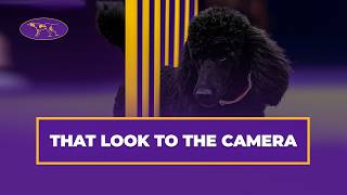 Kai the Standard Poodle Steals the Show at the 2025 Masters Agility