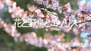 花と野鳥とエゾリスの巣作り 2023/4/ 27