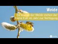 unsere top 10 bienenfreundlichen pflanzen