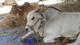 Deadly Combo Thota Srinivas Rao Garu \u0026 Osurra Reddy Garu 6Teeth Bulls In Malladi BullRace 23-05-2022