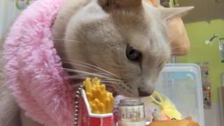 器用な猫　～猫カフェあいきゃっと福島店～