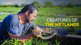 Creatures of The Wetlands | Primal Survivor | हिन्दी | National Geographic