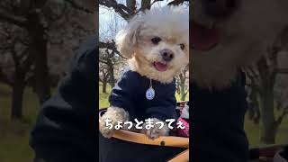 上手に発見した犬 【関西弁でしゃべる犬】#391 good found dog 【Dog talking 】 #shorts