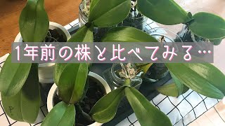 10月 ①過去動画の株を1年後の現在をupしました。次回は②干してある株を植えます。10月〜年内の育て方も紹介します。