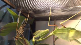 Praying mantis catches grasshopper (+ impressive close-up) / Gottesanbeterin schnappt Heuschrecke