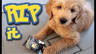 Pokemon FLIP it or RIP it (PUPPY EDITION!!)