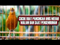 🔴 COCOK BUAT PANCINGAN ANIS MERAH MALAM DAN SAAT PENGEMBUNAN