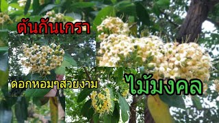 ต้นกันเกรา หรือมันปลา ไม้มงคลดอกหอมนานต้นใหญ่ ใบงาม🌼