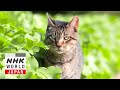 Kanagawa: Miura Sea Breeze - A Cat's-Eye View of Japan