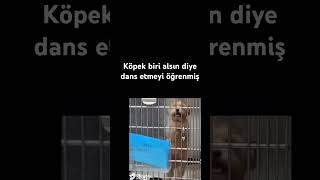 Köpek biri alsın diye dans etmeyi öğrenmiş #keşfetbeniöneçıkar #keşfetedüş #keşfetteyiz