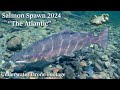 Underwater Drone Footage Salmon Spawn 2024 “The Atlantic”