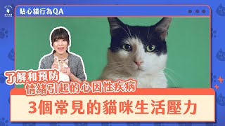 【貼心貓行為QA】3個常見的貓咪生活壓力