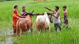 কিভাবে গরুর মই ছাড়া প্রতিযোগিতা করার জন্য গরুকে ট্রেনিং দেয়া হয়  ২০২৩