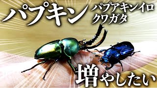 パプアキンイロクワガタを15年ぶりに購入したのでブリードします（クワガタ自己満ラボ）