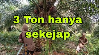 3 TON HANYA SEKEJAP ‼️ semangat panen buah sebanyak ini