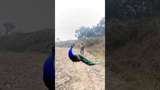 Cute forest life peacock 🦚#vtr #viralvideo#shorts#yt#birds #peacock#youtubeshorts #foryou#2025 🌿#cut