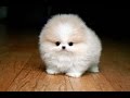 5 Small Dog Breeds Under 7 Pounds 5 Small Dog Breeds Under 7 Pounds