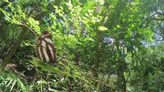 The Hylas Common Sailer Butterfly (Neptis hylas luculenta ) part-1