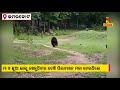 watch mother beer playing football with child beer in umarkot of nabarngpur district nandighoshatv