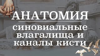 Синовиальные влагалища и каналы кисти | Анатомия