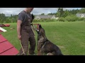 Obedient Protection Kraftwerk K9 German Shepherds