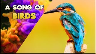 A Song Of Birds ⚡ Nature Dance Music ⚡Chill Happy Chillout Relaxing Positive Birds Sounds | Universe