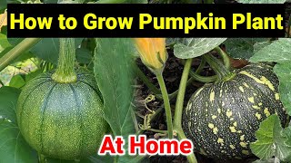 How To Grow Pumpkin Plant From Seeds | How To Grow Pumpkin Plants At Home