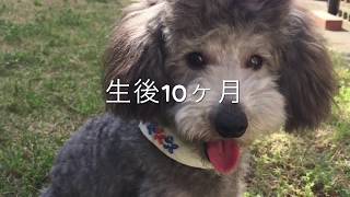 🐶 トイプードル シルバーの毛色の変化を一年まとめたら。別犬になった。 【dog】【toy poodle】