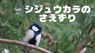 シジュウカラのさえずり