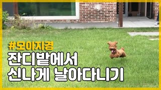 잔디밭에서 신나게 날아다니기 | 턱으로 뛰는 강아지