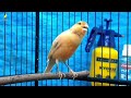 canary bird sounds belgian canary singing