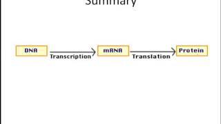 Unit Review- Genetics