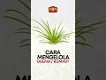 Cara mengelola Gulma /Rumput pada kebun kopi #shorts #kopi #kopisistempagar