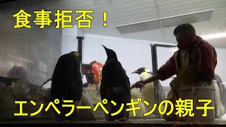 エサが食べられないエンペラーペンギンの親子