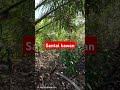 Santai kawan hari Masih panjang #santai #video #nature #kawan #videoviral