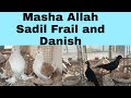 Sadil Frail And Danish tambler in Pakistan  Sadil frail and Danish imported quailty birds