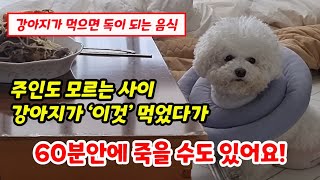 강아지가 절대 먹으면 안되는 음식【The Food Your Dogs Never Eat!】