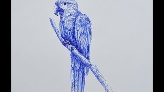 How to Draw a Macaw With Fountain Pen - Lamy Safari - Stylo