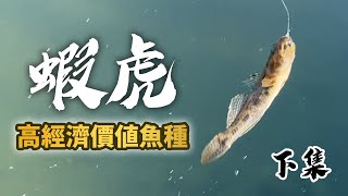 釣魚系列｜蝦虎就是這麼好釣，隨便捅隨便有，親子同樂休閒百分百 （下集）