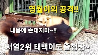 영월 국견 토종진돗개 서열2위 네눈박이 진돗개 태백이도 줄행랑 치게 만드는 진돗개 황구 영월이의 공격