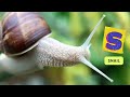 ABC Insects Song | Real Animals song | Learn English, Alphabets and Animals for Kids #abcd