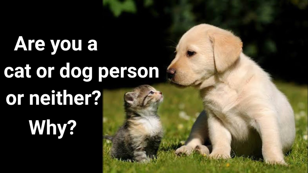 Are You A Cat Or Dog Person Or Neither? Why? L JuZDOiT - YouTube