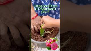 Grafting Dragon fruit plant from AERIAL Roots 🌱