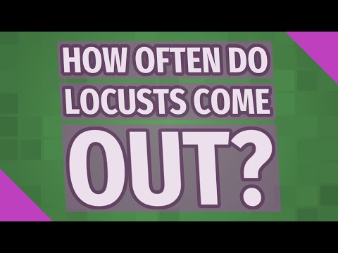 How often do the locusts come out?