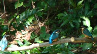 「　野鳥百景　」　餌を待つカワセミ雛　巣立ち４日目