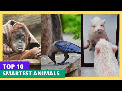 Top 10 World's Smartest Animals: Nature’s Genius Unveiled - YouTube