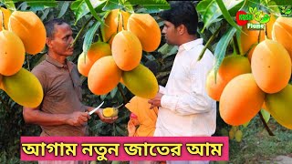 আম চাষ পদ্ধতি। গোলাপ খাস, গৌবিন্দভোগ আগাম নতুন জাত।Mango Farm in Bagerhat..