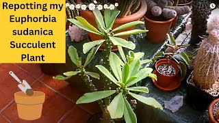 Repotting my wacky looking Euphorbia sudanica Succulent Plant  #cactus #euphoria