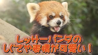 レッサーパンダの表情が可愛いすぎる！ 【神戸どうぶつ王国】