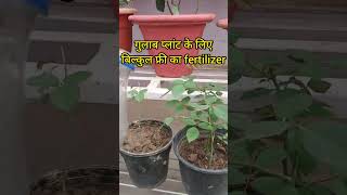 Fertilizer for Rose Plants | गुलाब के छोटे,बड़े सभी पौधों के लिए फ्री की खाद